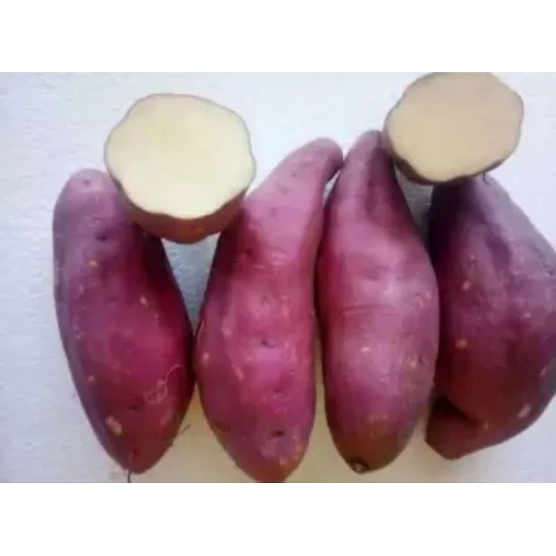 

SEMUA JENIS UMBI JALAR ORGANIK 1kg