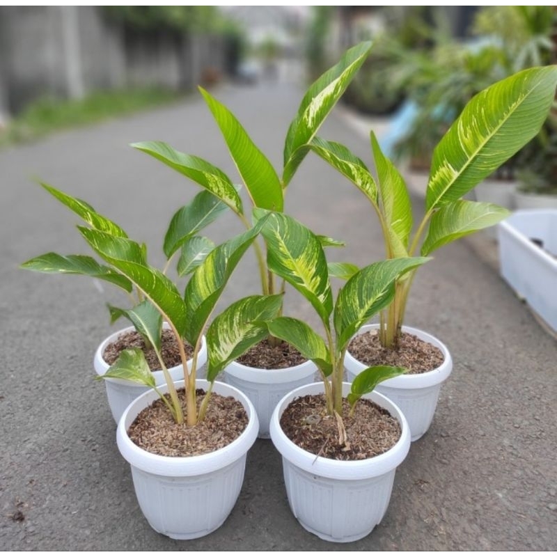 Pisang Kipas Variegata / Heliconia Indica Striata