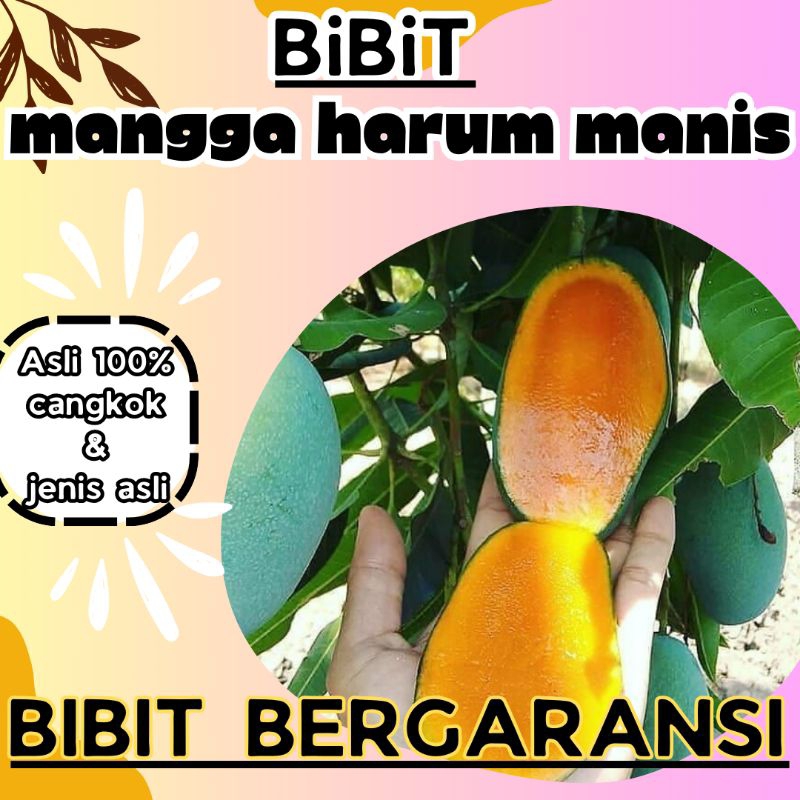 bibit mangga harum manis cepat berbuah asli cangkokan