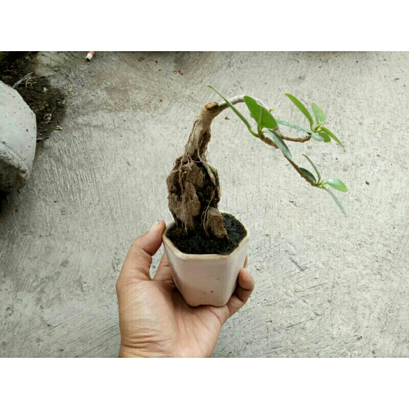 Bahan bonsai dolar mame