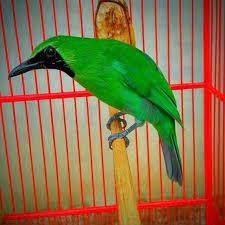 Burung Cucak Ijo Nopeng Jatim Mulus Bandung