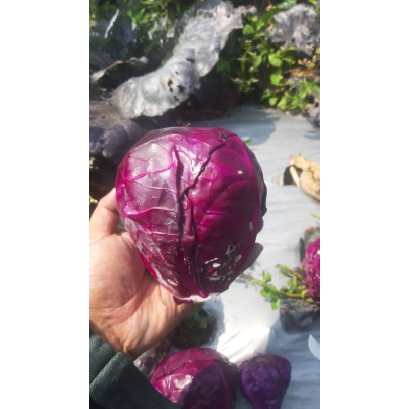 

[TERMURAH DI SHOOPE]1kg Ready kol ungu (langsung petani Dataran Tinggi dieng fresh petik ketika pesan)