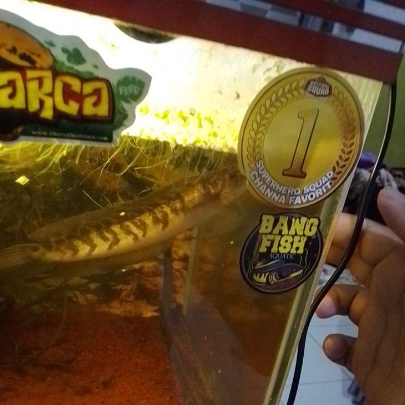 CHANA MARU SZ 15-16CM