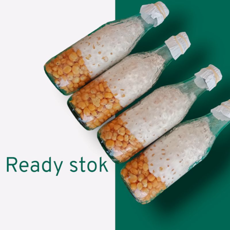 BIbit jamur tiram putih F1(Florida)