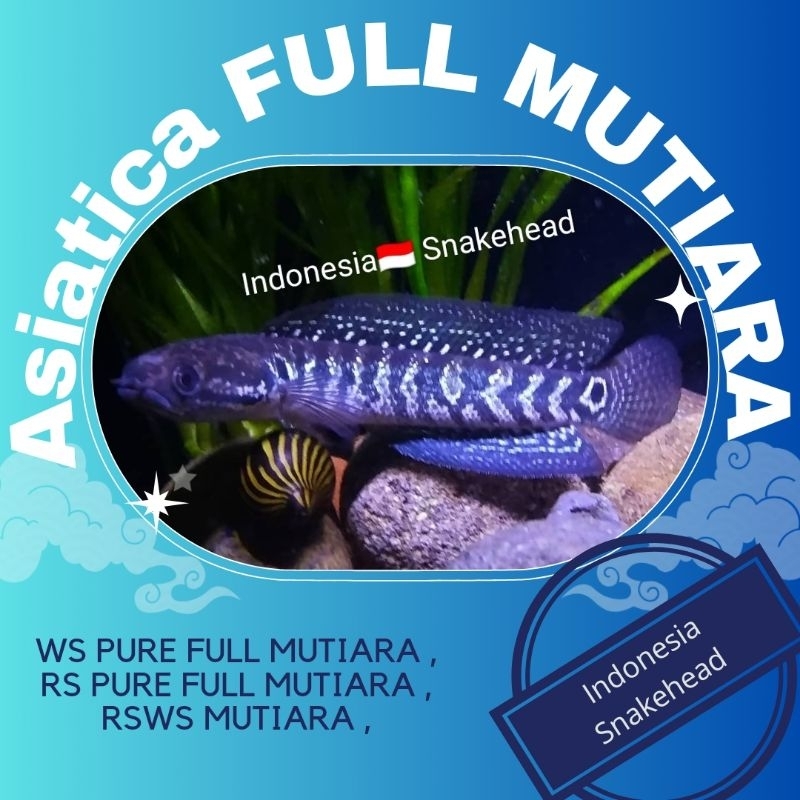 Asiatica WS pure, RSWS, RS PURE FULL MUTIARA