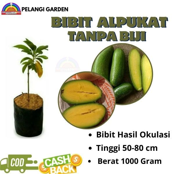 Bibit Alpukat Tanpa Biji, Bibit Alpukat Manis Tanpa Biji, Bibit Alpukat Unggul