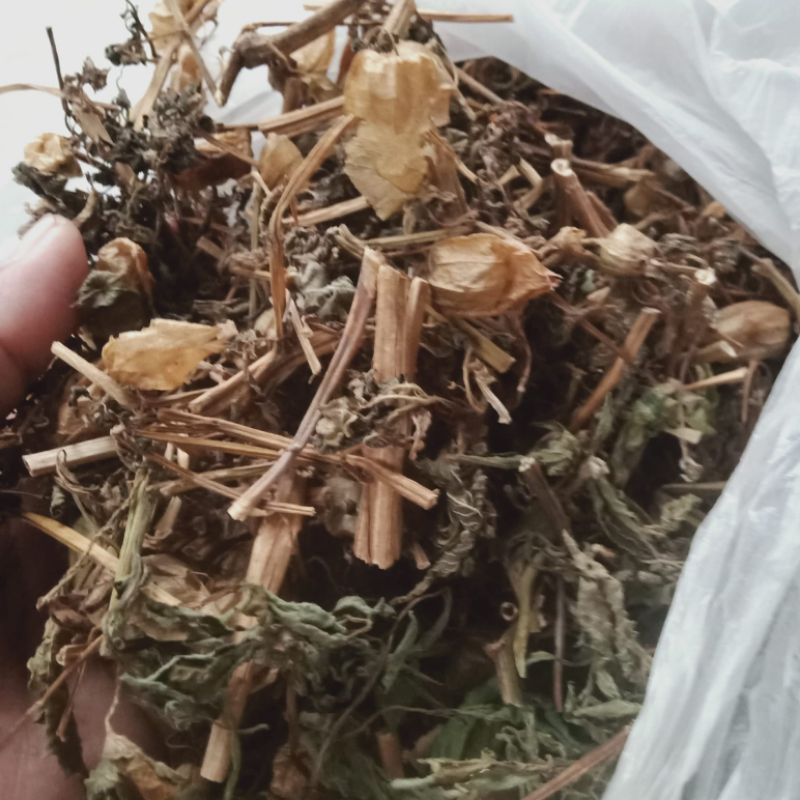 

Tanaman Cecendet Kering Herbal Penurun Tekanan Darah( Hipertensi) 200 g