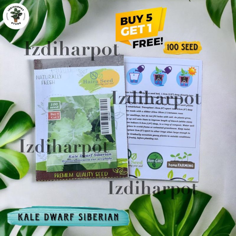 Benih Bibit Kale Dwarf Siberian Haira Seed - KALE DWARF SIBERIAN BELI 5 GRATIS 1