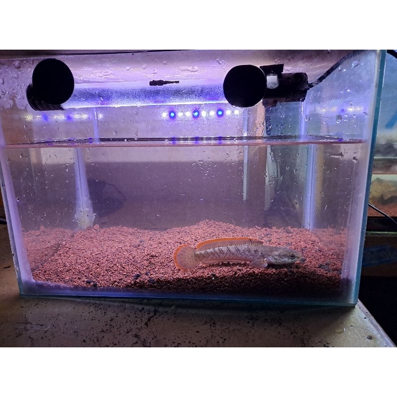 LIMBATA LAWU (CB) RIM TEBAL