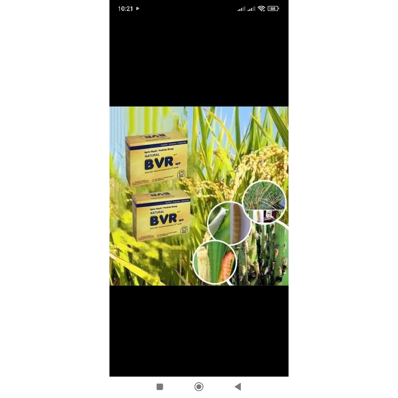 BVR OBAT HAMA TANAMAN PALING MANJUR