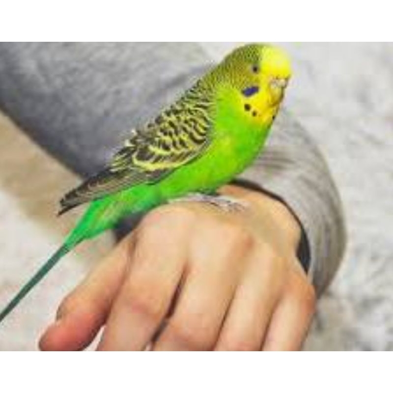 jual burung parkit sepasang murah