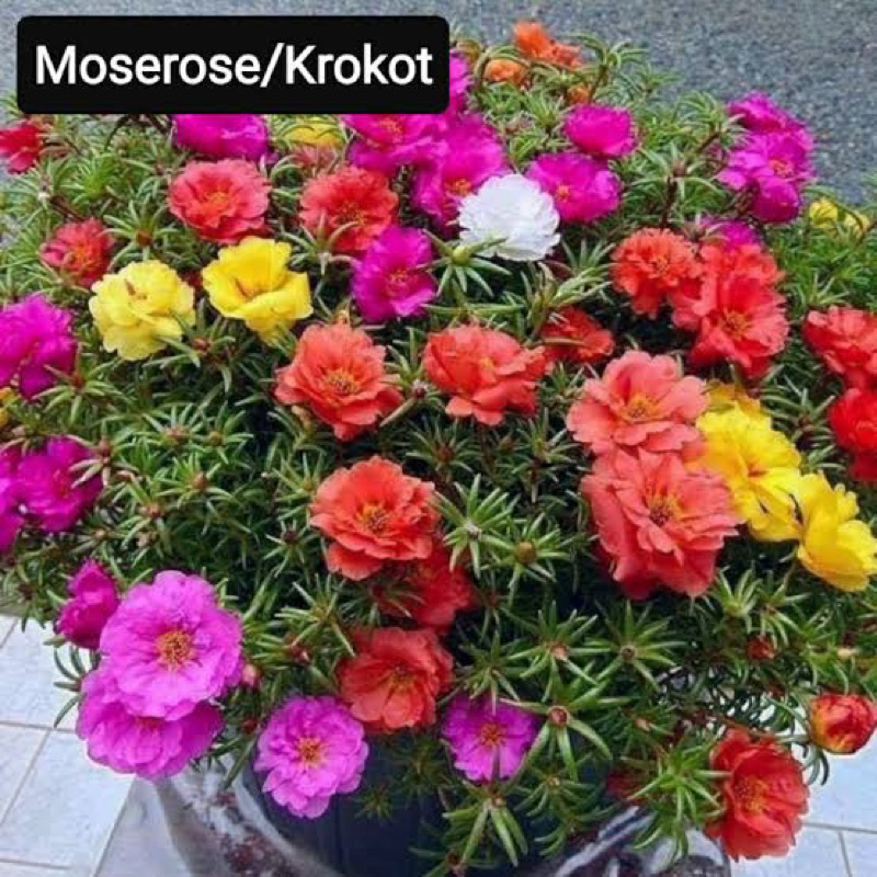 Kembang Desa - Tanaman hidup bunga moserose / krokot / portulaca