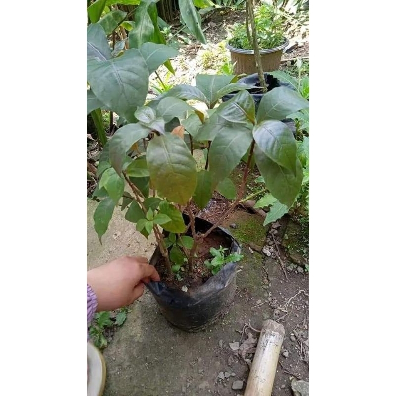 Pohon Handeuleum / Daun Ungu