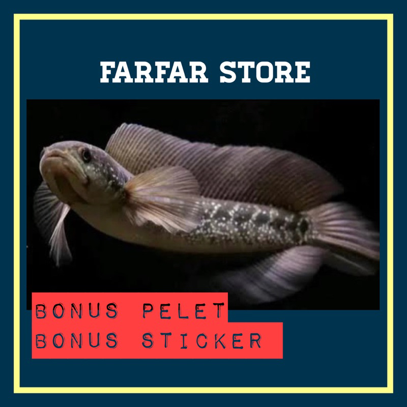 Asiatica WS sz18-20cm