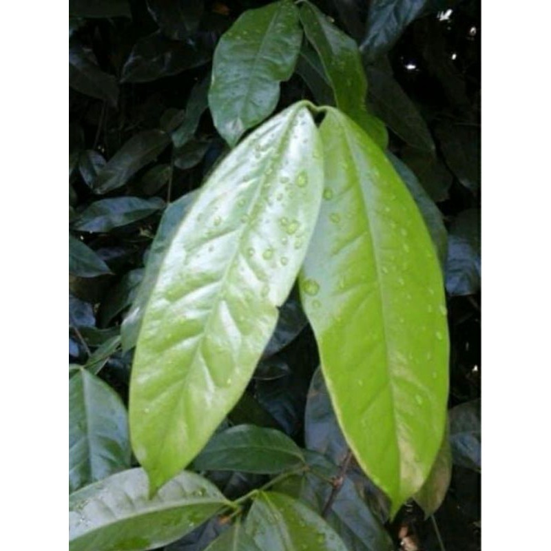 

Daun Melinjo Muda Daun So