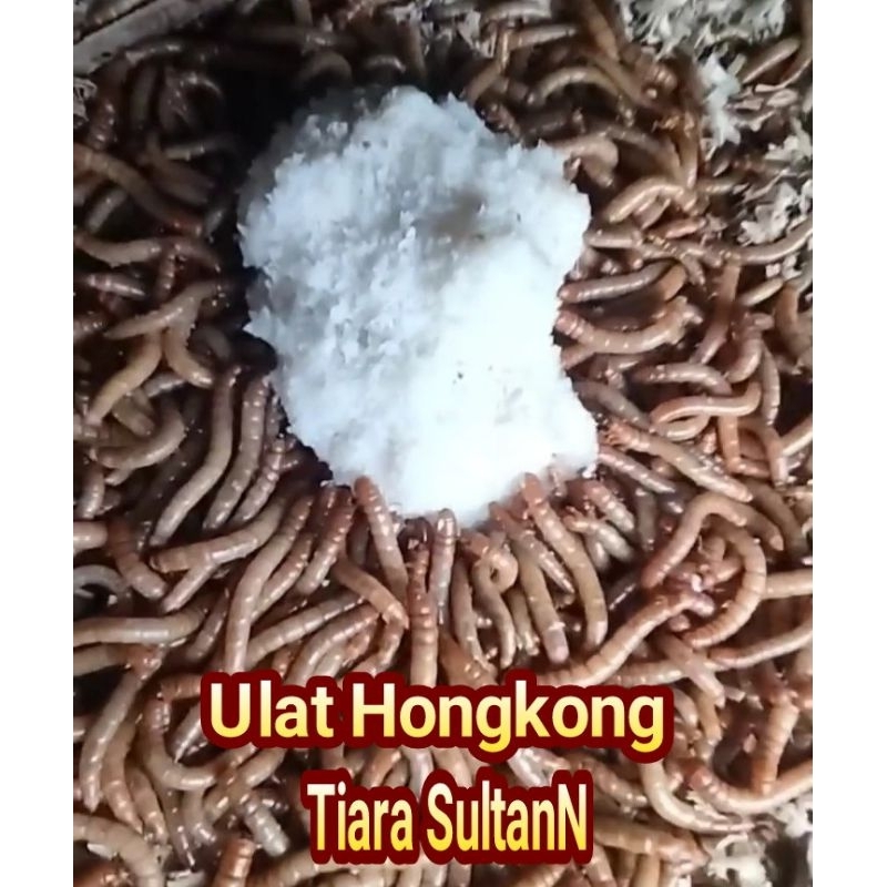 Ulat Hongkong hidup 1 Kg