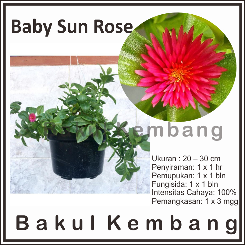 Tanaman hias gantung baby sun rose (Aptenia cordifolia)- BAKUL KEMBANG