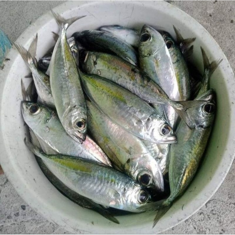 

Ikan Selar Basah