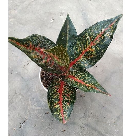 AGLONEMA HOT LADY FLAMING