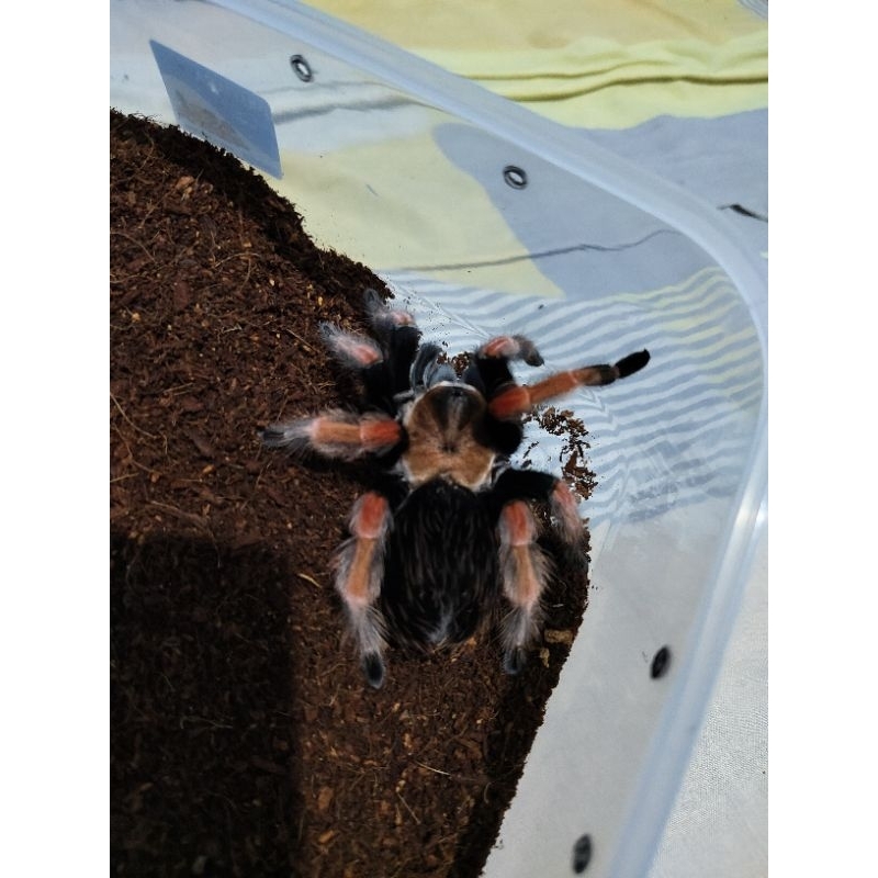 Brachypelma Boehmei Sling 3 ekor