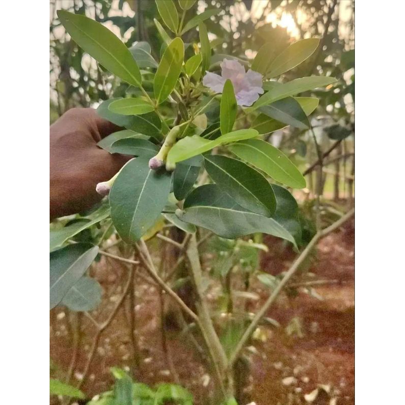 pohon tabebuya pink 2 meter - pohon peneduh