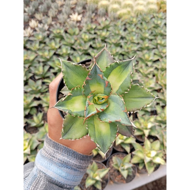 agave titanota solar eclipse