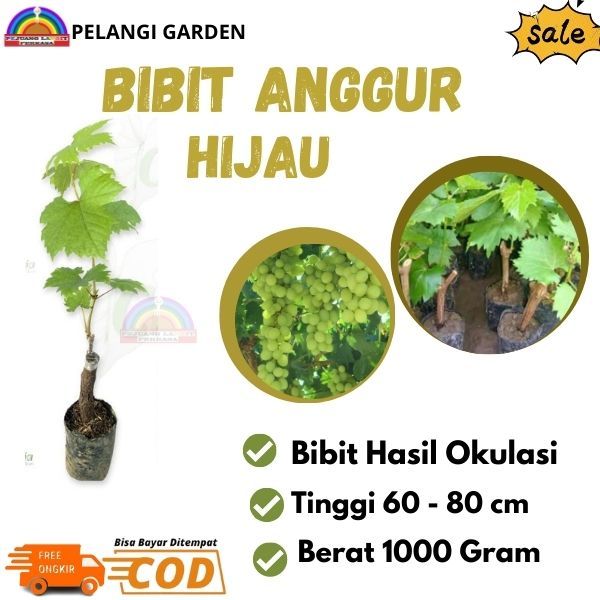 Bibit Anggur Hijau, Bibit Anggur Hijau Cepat Berbuah, Bibit Anggur Super Manis