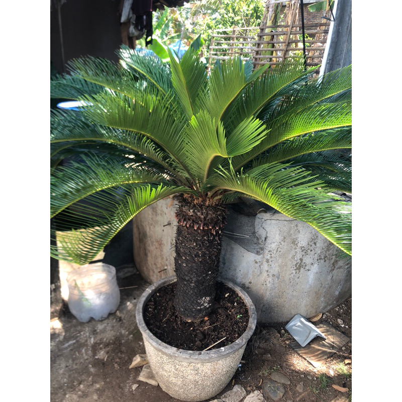 tanaman sikas palem jumbo / tinggi