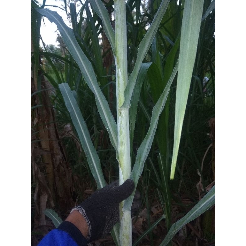 Promo Bibit Zanzibar isi 1kg Kualitas Unggul Sumber Protein