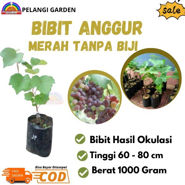 Bibit Anggur Merah Tanpa Biji, Pohon Anggur Jupiter Cepat Berbuah, Bibit Anggur Super Manis