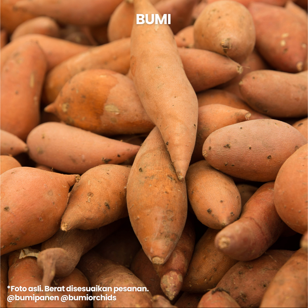 

Ubi Orange Manis 1kg - Sweet Potato BUMI PANEN Lezat Harum Telo Mix Ungu Madu Cilembu Ketela Umbi Taro Yam Singkong