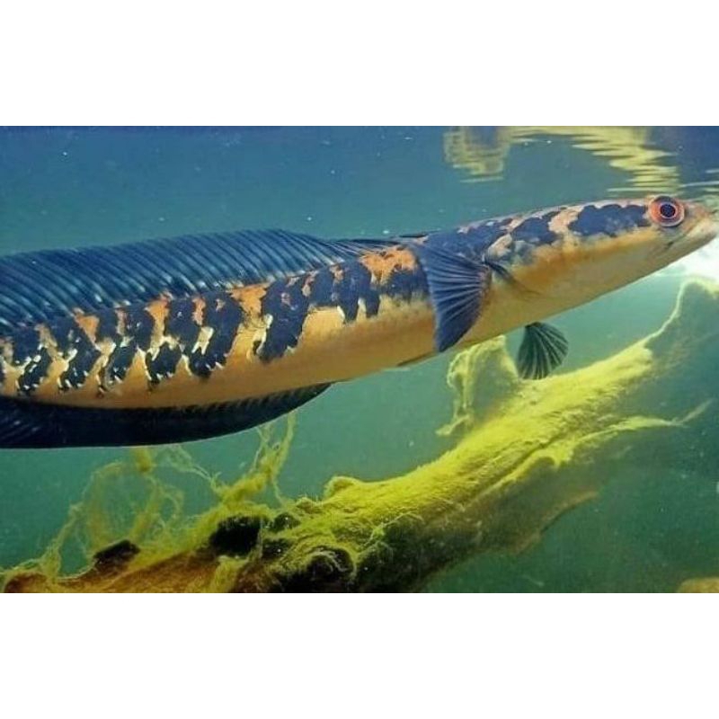 channa maru ys 10-13cm