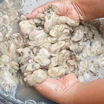 

Daging Oyster Kerang Tiram Kupas Kerang Laut Segar