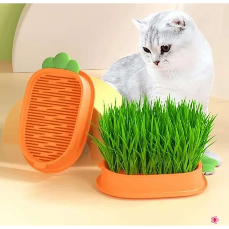 Rumput Kucing Hydroponik Tanaman Rumput untuk Kucing