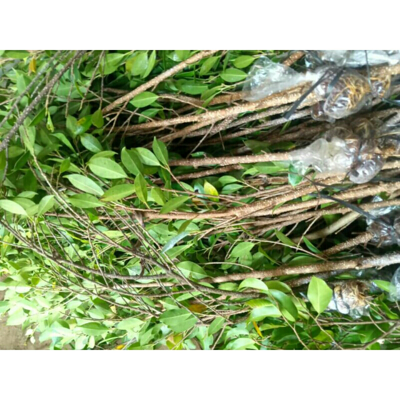 kimeng murah paket 10 pohon free 1 bibit bonsai bahan gabungan