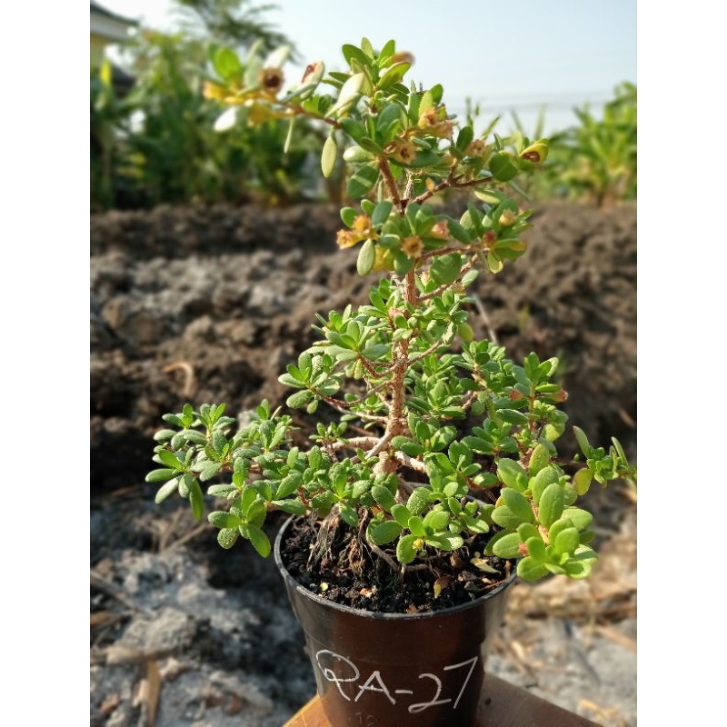 QA-27, BIBIT SANTIGI MAWAR SEMAI BIJI