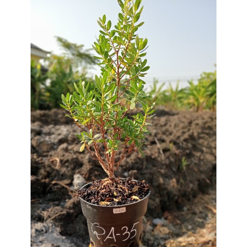 QA-35, SANTIGI KARANG VARIAN DAUN MAWAR, ORIGINAL SEMAI BIJI