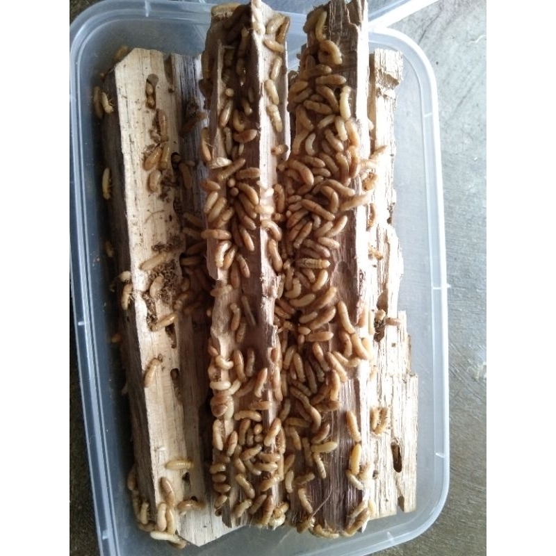 umpan mancing jitu (rayap) WARANGAS/RENGAS/POA/PUA, kemasan 500ml