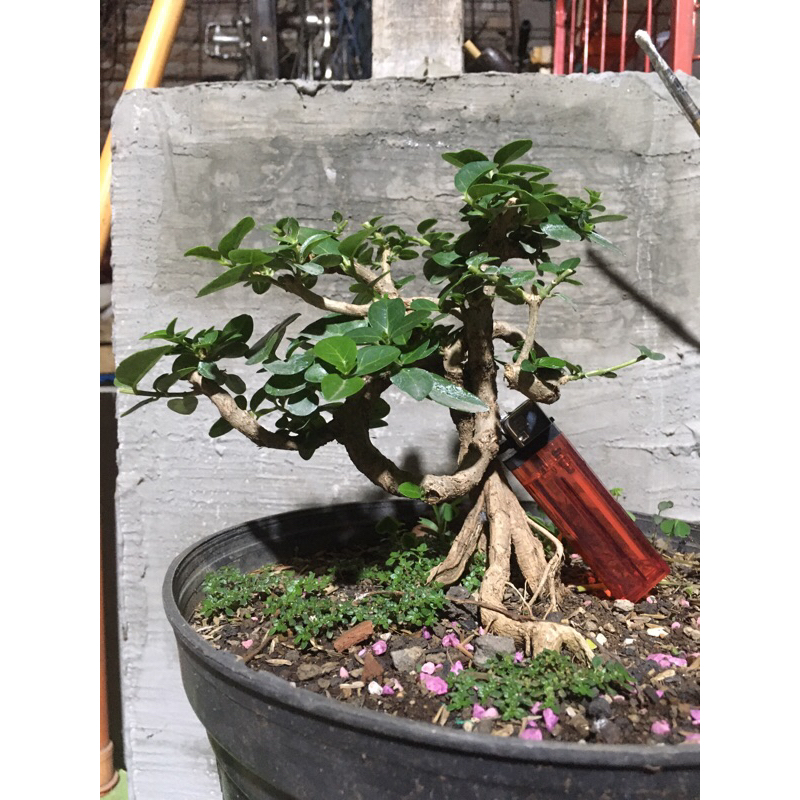 bonsai sancang meliuk program akar