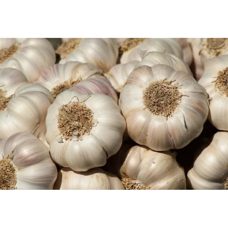

Bawang putih