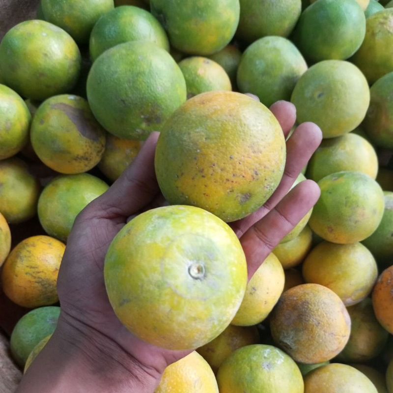 

Jeruk Baby Java Fresh ( rasanya manis & juice ) 1kg