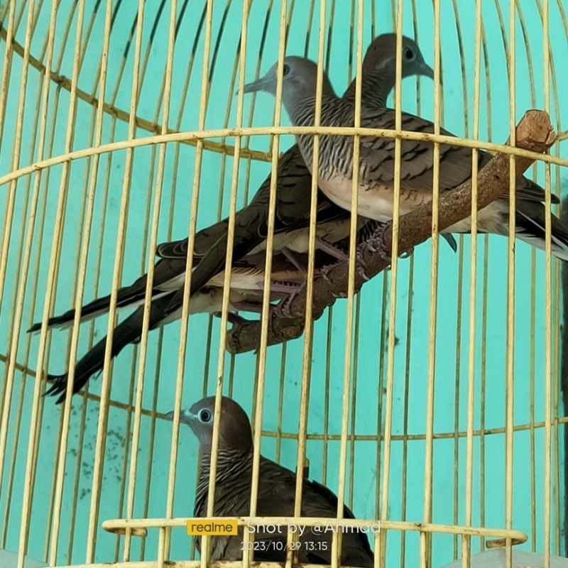 Burung Perkutut Lokal
