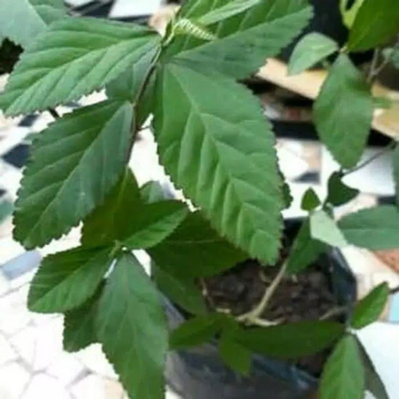 

daun sidagori segar dadakan
