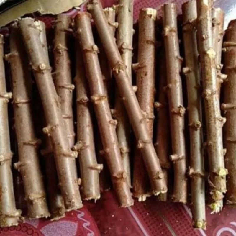 BIBIT SINGKONG KUNING/SINGKONG KEJU/SINGKONG TAPE