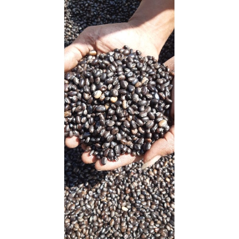 

kacang MB (Mucuna Bracteata )