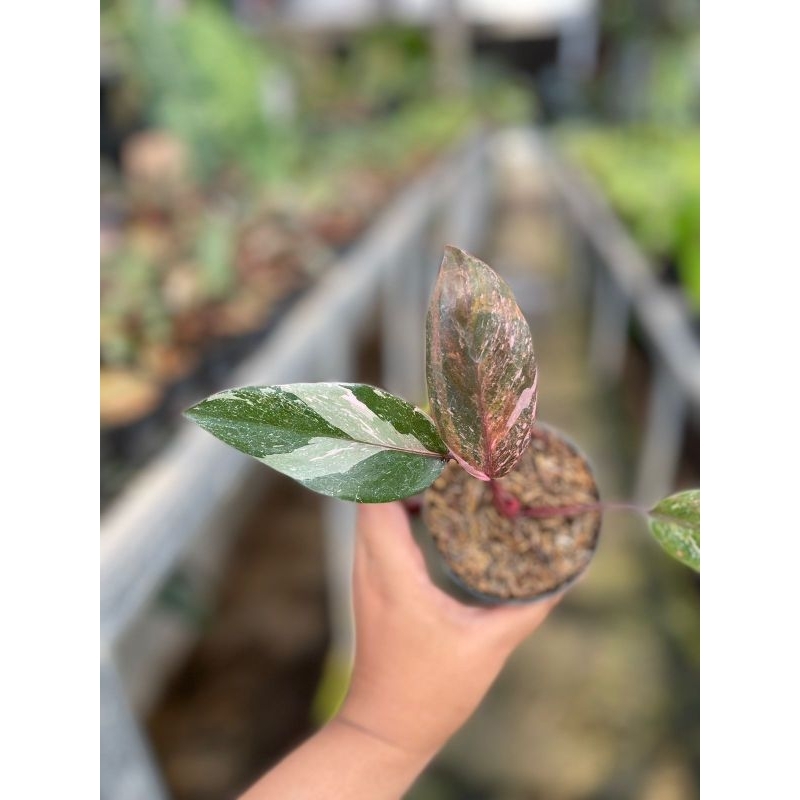 Philodendron Pink Princess Galaxy