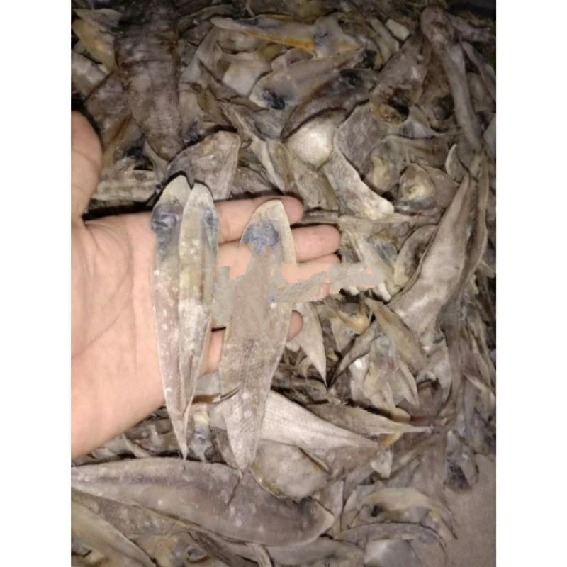 

Ikan lidah 250 gr