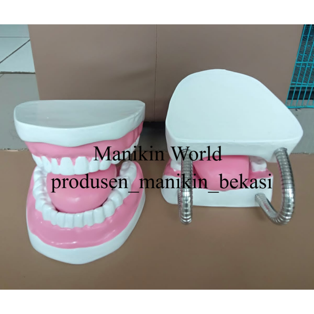 PHANTOM GIGI ANAK/MODEL GIGI ANAK/ANANTOMI GIGI ANAK