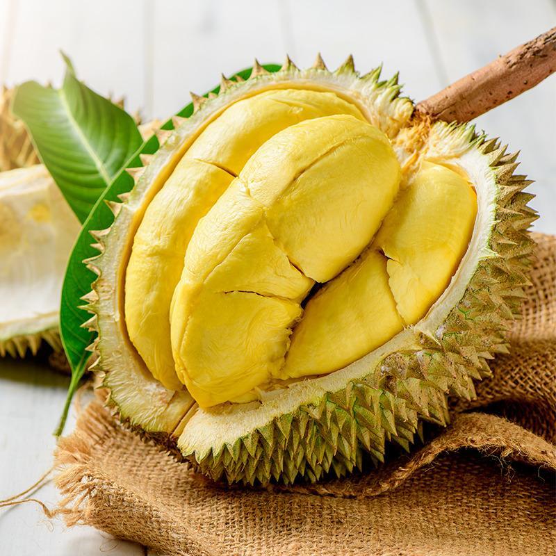 Bibit Durian Montong Thailand 80 cm RIMBUN