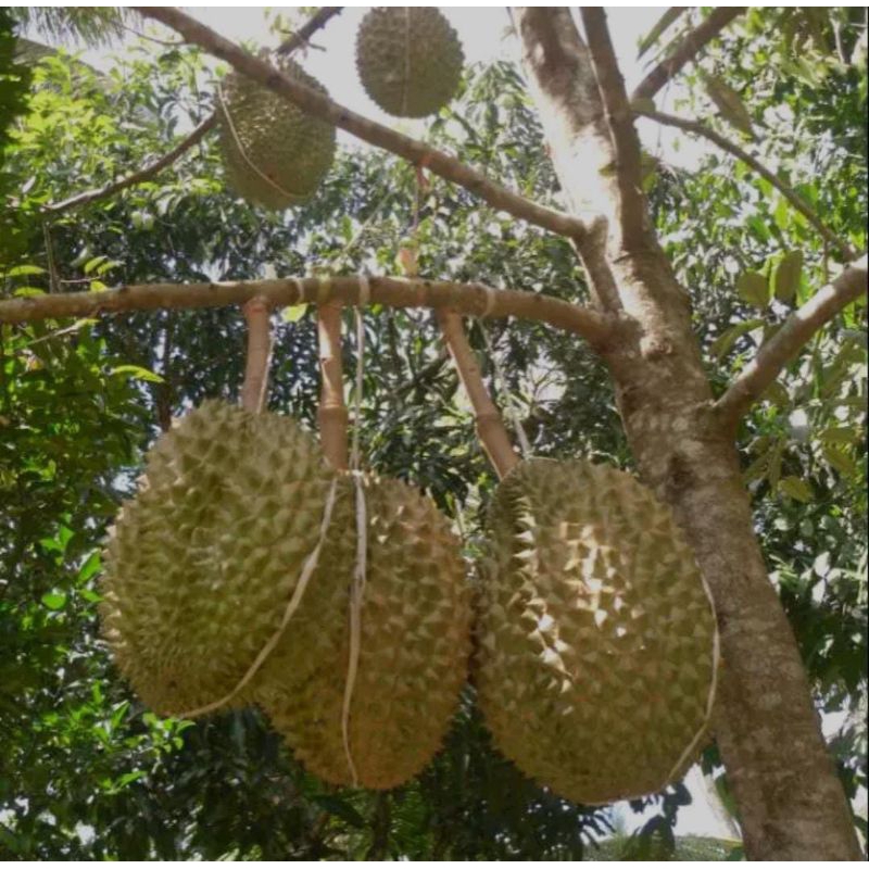 Bibit durian montong okulasi/bibit durian montong ori